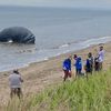 Dead Humpback Whale Washes Ashore On Staten Island